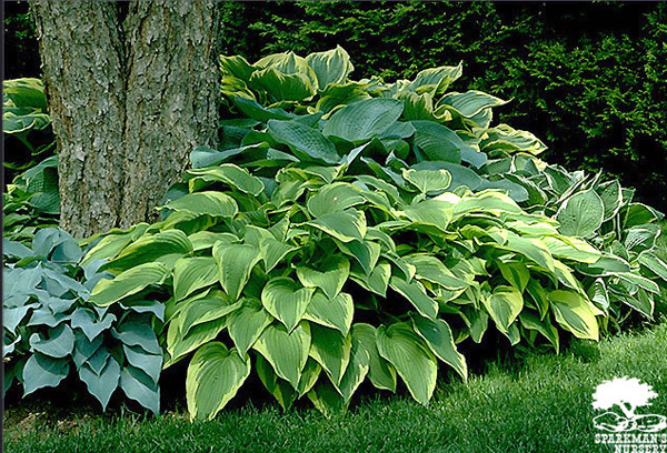 hosta Идеальное освещение для растений с декоративными листьями 