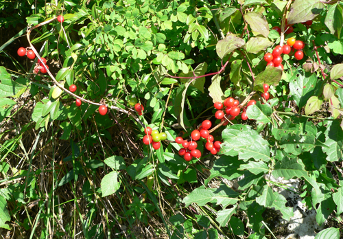 bryonia_dioica_berries