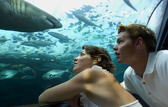 Poseidon Undersea Resort – подводный отель с дистанционным управлением кормления рыб