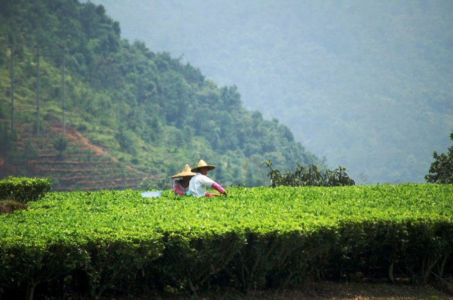 Детальне зображення чаю